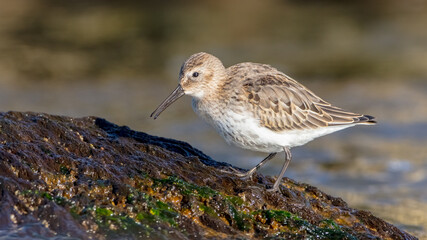 Dunlin - young bird at a seashore on the autumn migration way