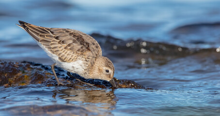 Dunlin - young bird at a seashore on the autumn migration way