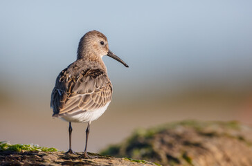 Dunlin - young bird at a seashore on the autumn migration way