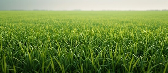 Obraz premium Green grass field texture background.