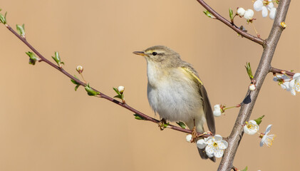 Willow warbler in early spring at a wetland 