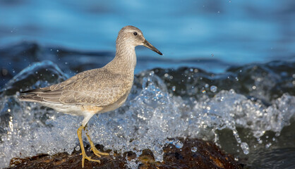 Red Knot - on the autumn migration way at a seashore