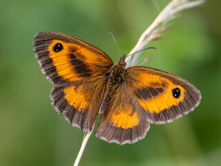 Gatekeeper Butterfly Resting on a Grass Stem