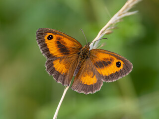 Gatekeeper Butterfly Resting on a Grass Stem