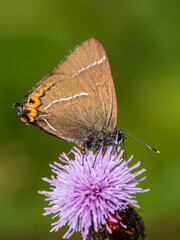 White-letter Hairstreak Feeding on Creeping Thistle