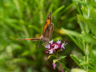 Meadow Brown Butterfly Feeding on Marjoram