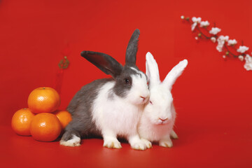 Happy Lunar Chinese New Year, celebrating Mid-Autumn Festival, two cute rabbits with Mandarin orange and plum blossom flower on red background, white black fluffy bunny with lucky symbol oriental.