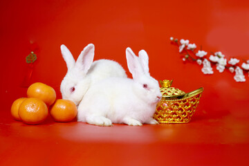 Happy Lunar Chinese New Year, celebrating Mid-Autumn Festival, two cute white rabbit bunny with gold ingot, Mandarin orange and plum blossom flower on red background, lucky symbol oriental Asian style