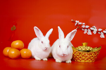 Happy Lunar Chinese New Year, celebrating Mid-Autumn Festival, two cute white rabbit bunny with gold ingot, Mandarin orange and plum blossom flower on red background, lucky symbol oriental Asian style