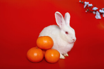 Happy Lunar Chinese New Year, celebrating Mid-Autumn Festival, a cute white rabbit bunny with Mandarin orange and plum blossom flower on red background, lucky symbol oriental Asian style.