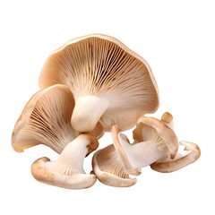 Fototapeta na wymiar Oyster mushrooms isolated on a png background. Full clipping path.