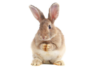 Adorable fluffy brown rabbit standing on hind legs isolated on white background, portrait of cute happy bunny pet animal.