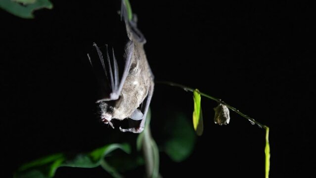 A research biologist holds a small bat at night during a fauna survey in Parque da Cidade, a protected area in the city of Niter&oacute;i. Rio de Janeiro, Brazil