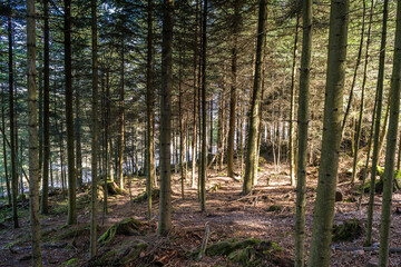Obraz premium Bäume im Wald