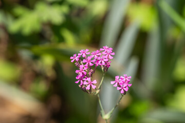 夏に咲く小さなピンクの花（ムシトリナデシコ）