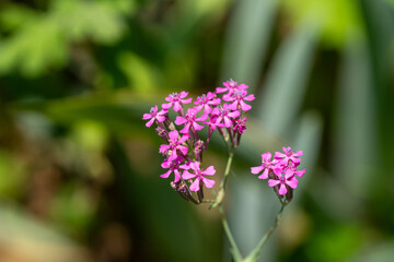 初夏、紫の小さな花のムシトリナデシコ