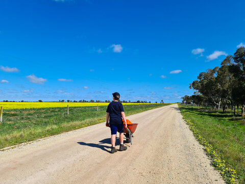 Teen boy pushing wheelbarrow down country road beside canola paddock