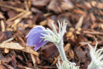 Forest Pulsatilla is a poisonous and protected plant, included in the List of Specially Protected Species of Latvia
