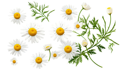 Chamomile Collection: 3D Digital Art of Flowers, Buds, and Leaves, Isolated on Transparent Background for Perfume, Essential Oil, and Garden Designs - Top View, Flat Lay PNG