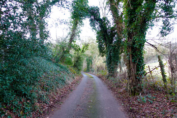 Fototapeta premium Rural Countryside Lanes in England at Autumn