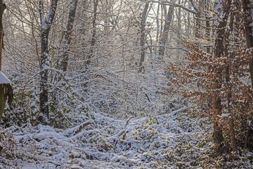 Picture in a snow-covered winter forest in the evening