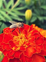 orange marigold, bee on a flower, stinking flowers, summer flowering, orange petals