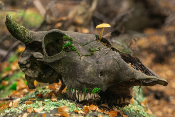 skull in the woods