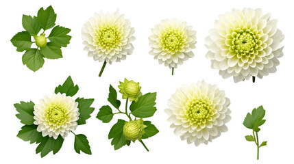 Chrysanthemum Flowers, Buds, and Leaves in Stunning 3D Digital Art, Isolated on Transparent Background for Perfume and Garden Designs.