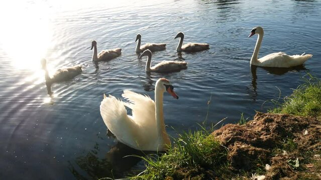 Family of white swans with offspring chicks swim on the picturesque lake