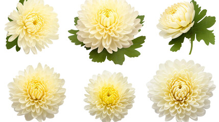 Chrysanthemum Flowers, Buds, and Leaves in Stunning 3D Digital Art, Isolated on Transparent Background for Perfume and Garden Designs. - obrazy, fototapety, plakaty