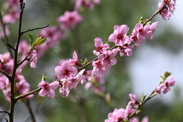 Naklejka premium Fleurs de cerisiers au Printemps