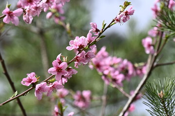 Fleurs de cerisiers au Printemps