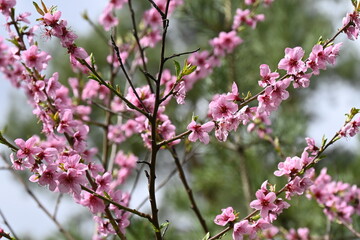 Fleurs de cerisiers au Printemps