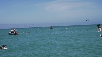 A flock of majestic birds soars over the sparkling ocean as surfers ride the waves and people float on boats, all surrounded by the serene beauty of the outdoor beach scene