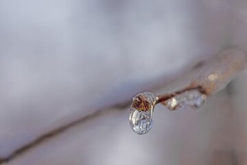 Image of a tree bud covered in ice in sunlight