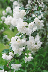 branch with white jasmine flowers close-up, floral background, postcard