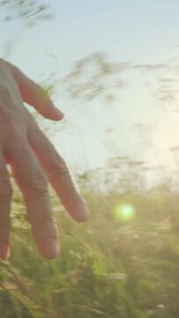 Lens flare, close up of slow motion female hand run through meadow barely touching tops of wild tall grasses, young woman enjoying warm sunny day on her day off,soft focus.
