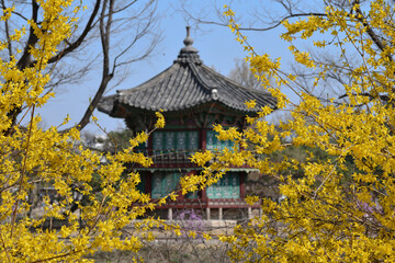 Fototapeta premium 서울 경복궁의 봄