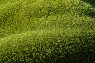 Texture of green grass field background, soft focus.