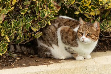 The cat looks to the side on a nature background. Portrait of a fluffy tricolor  cat with green...