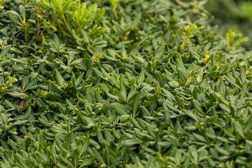 Close-up of a beautiful fresh bush branch with green leaves, the background is blurred.