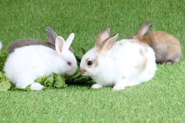 Adorable happy fluffy white rabbit with red eyes eating delicious vegetable together with bunny family crowd on green grass background, feeding vegetarian pet animal with vegetable.