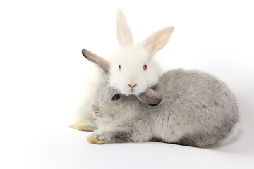 Happy two lovely white and gray rabbit on withe background, cute pet bunny hugging each other for showing love. Joyful fluffy animal with long ears playing together.