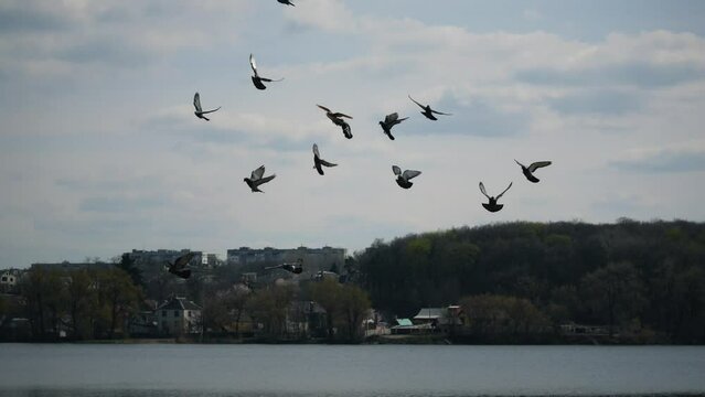 Flock of doves flies in the sky and lands on the shore of the lake