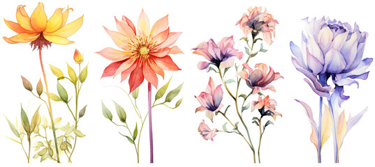 a set of four watercolor flowers. Isolated on white background - obrazy, fototapety, plakaty