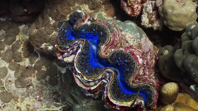 Giant clam or elongated clam over of the Coral Reef in the Red Sea in Egypt