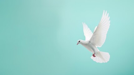 White Dove flying on pastel blue background. Copy space for text - obrazy, fototapety, plakaty
