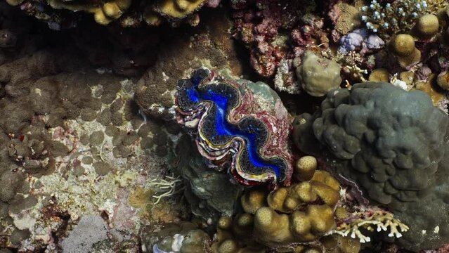 Giant clam or elongated clam over of the Coral Reef in the Red Sea in Egypt