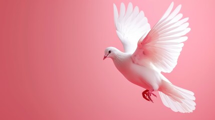 White Dove flying on pink background. Copy space for text