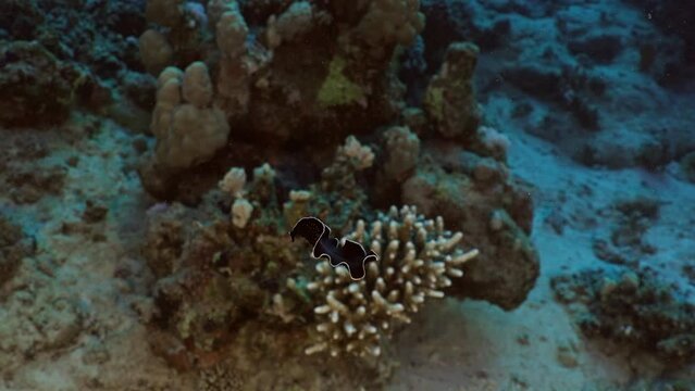 Sea Worm over the Coral Reef in the Red Sea in Egypt 